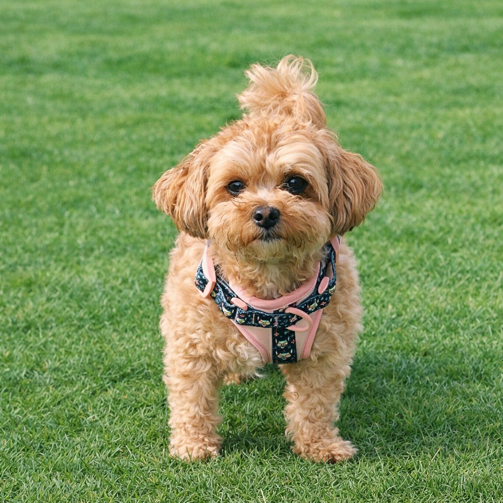 PINKY REBEL HARNESS