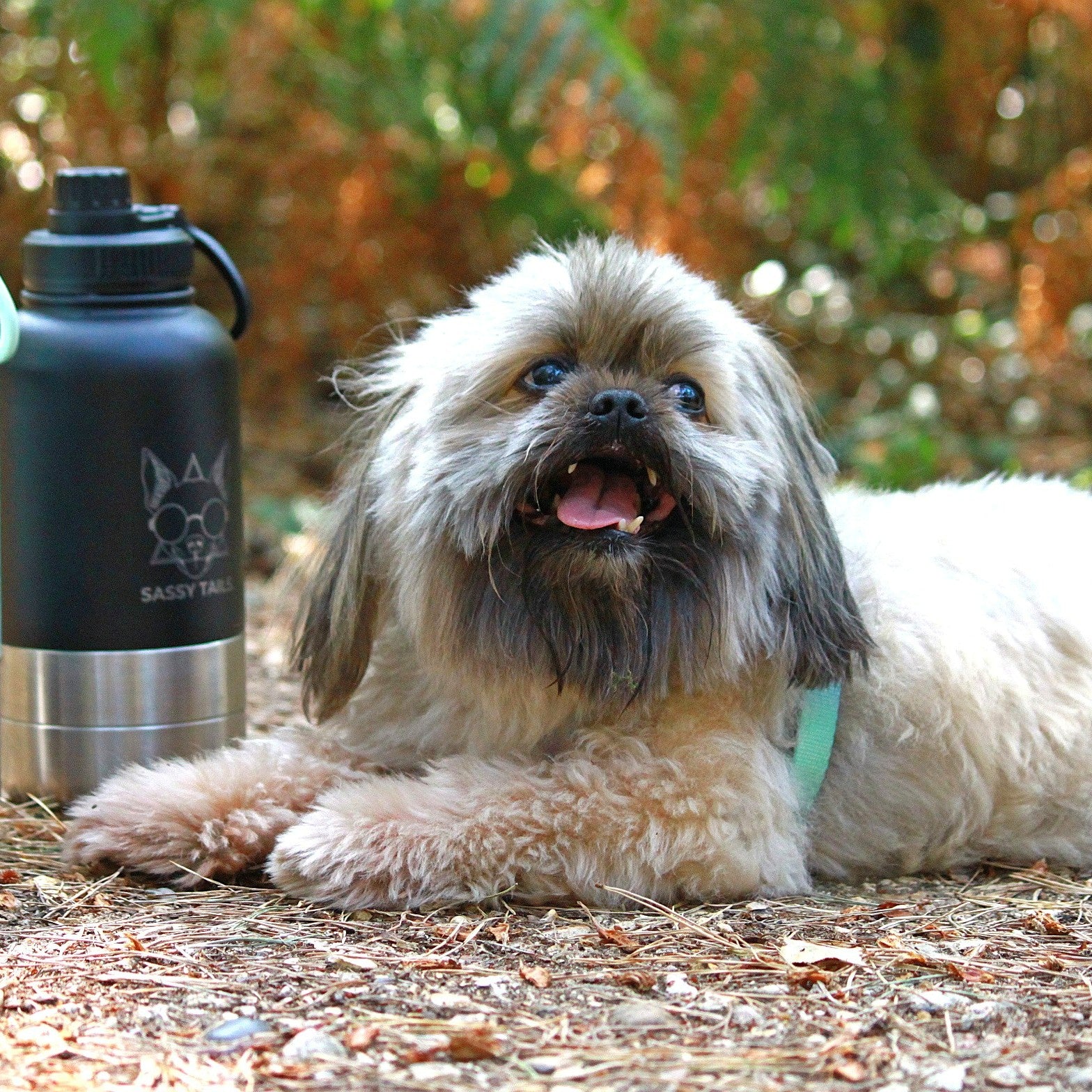 MIDNIGHT BLACK 3 IN 1 PET TRAVEL BOTTLE