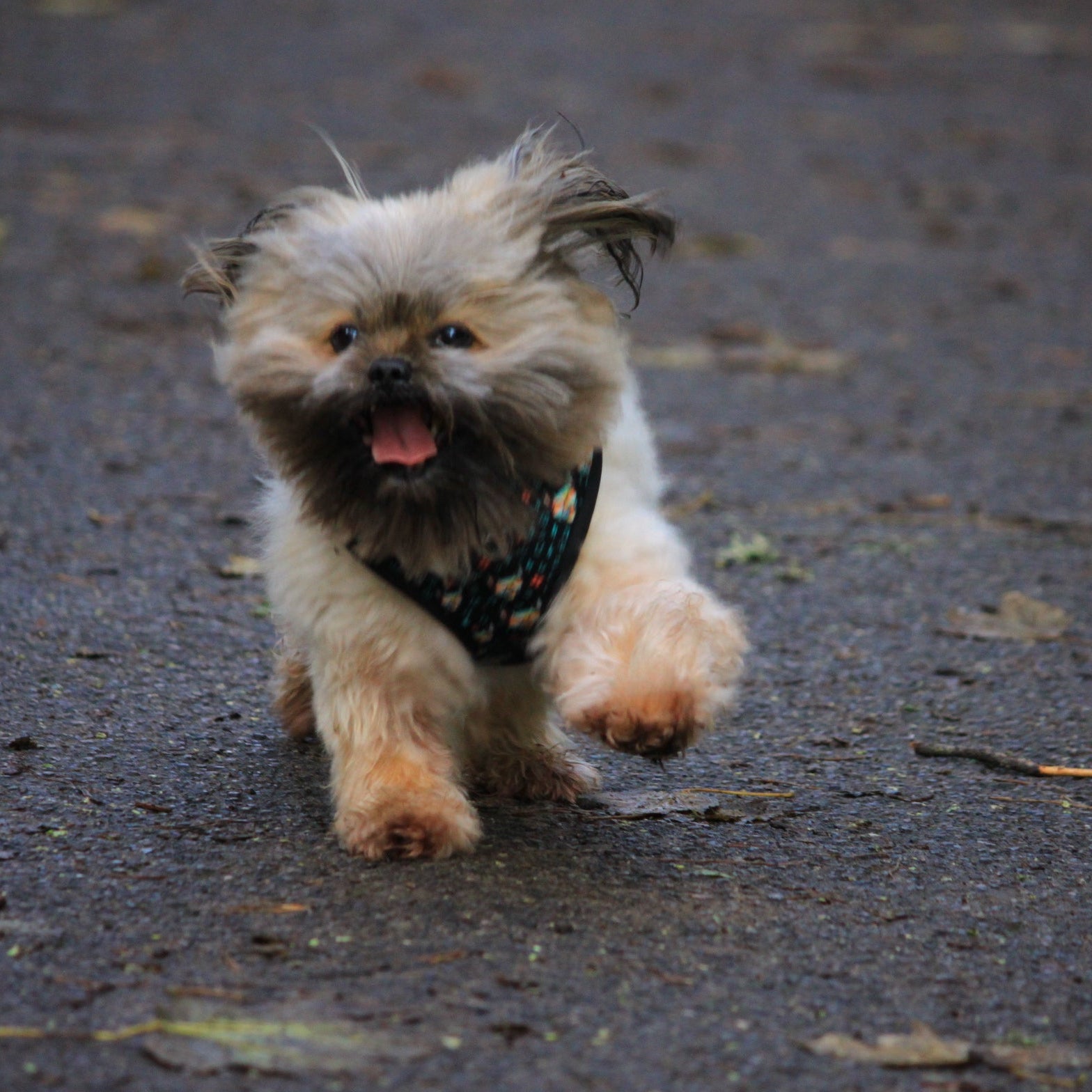 SASSY HARNESS
