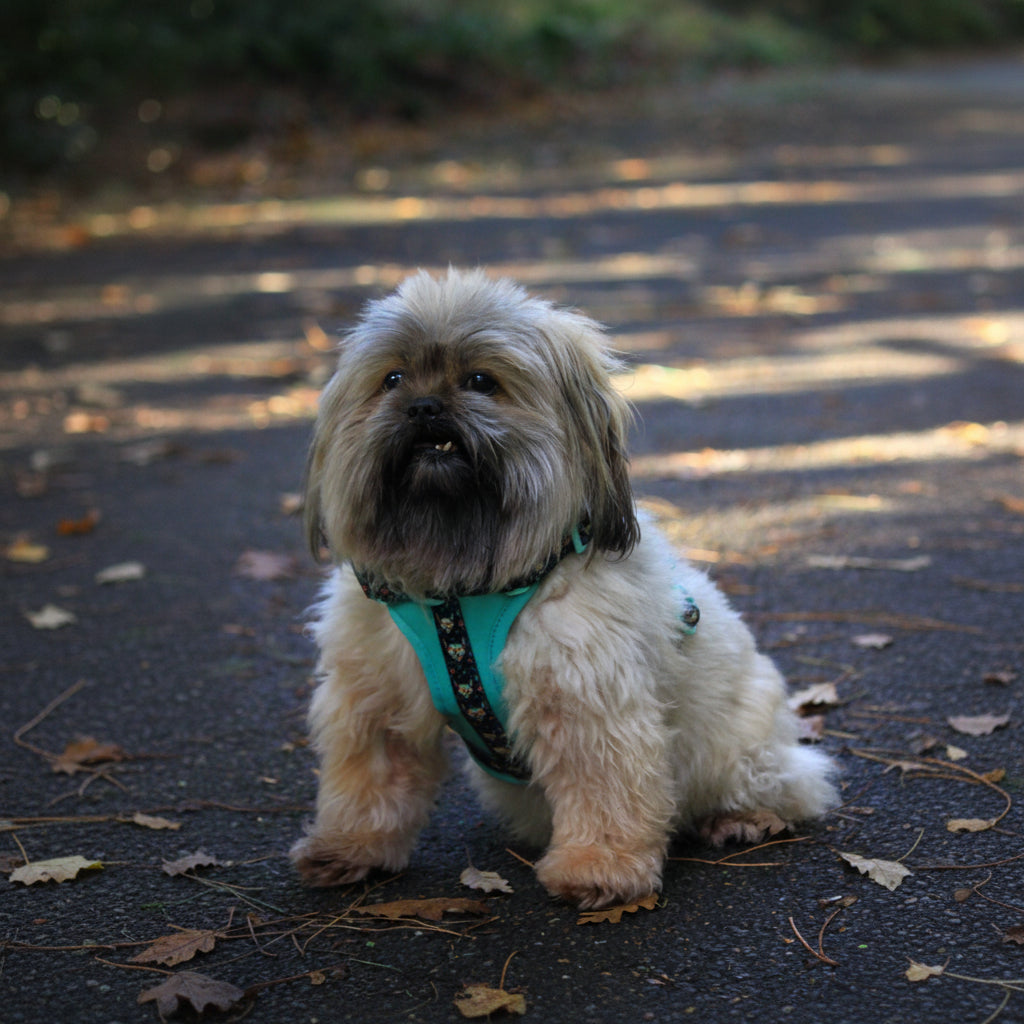 MINTY WIGGLE HARNESS