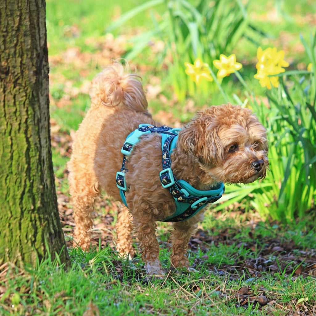 MINTY WIGGLE HARNESS SET