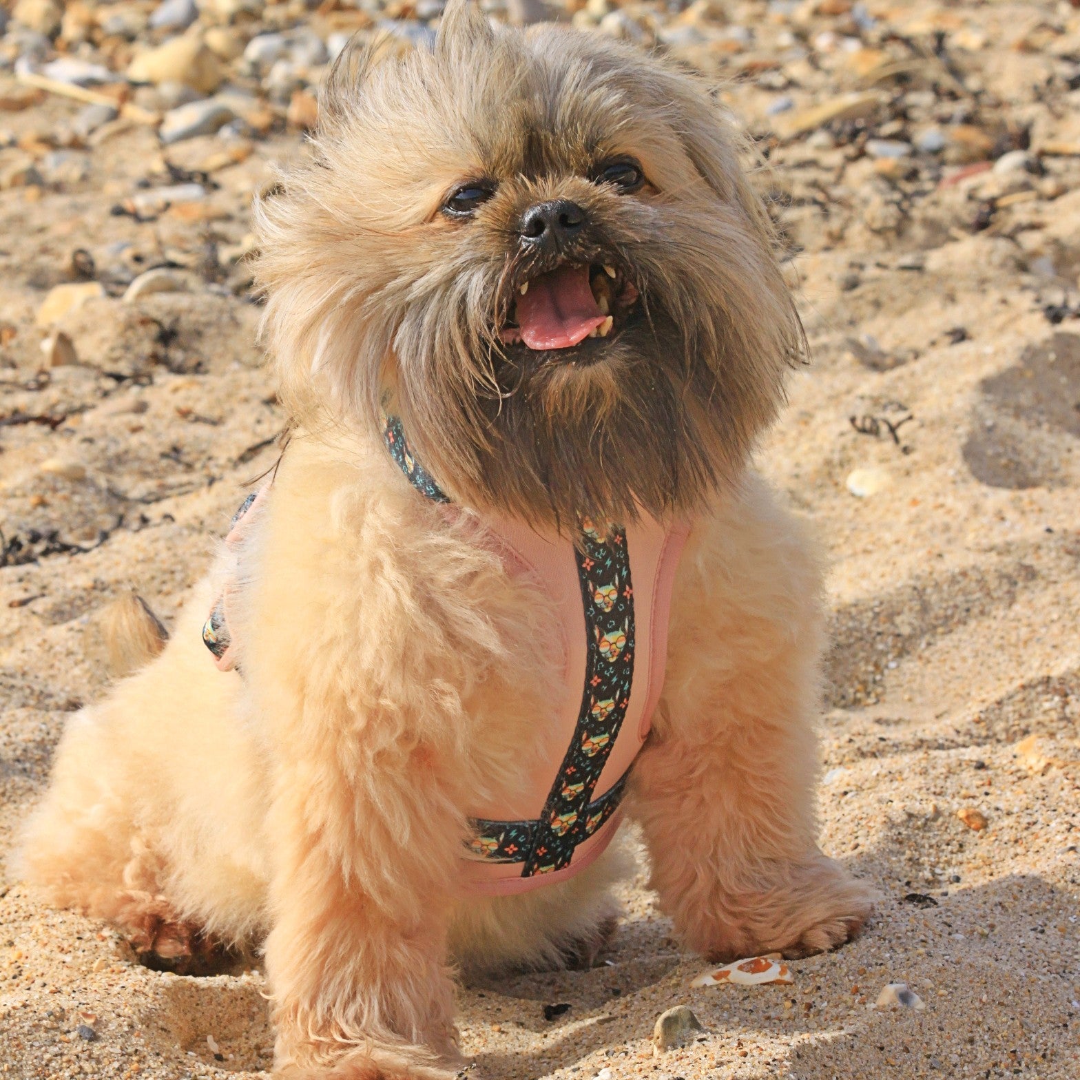 PINKY REBEL HARNESS