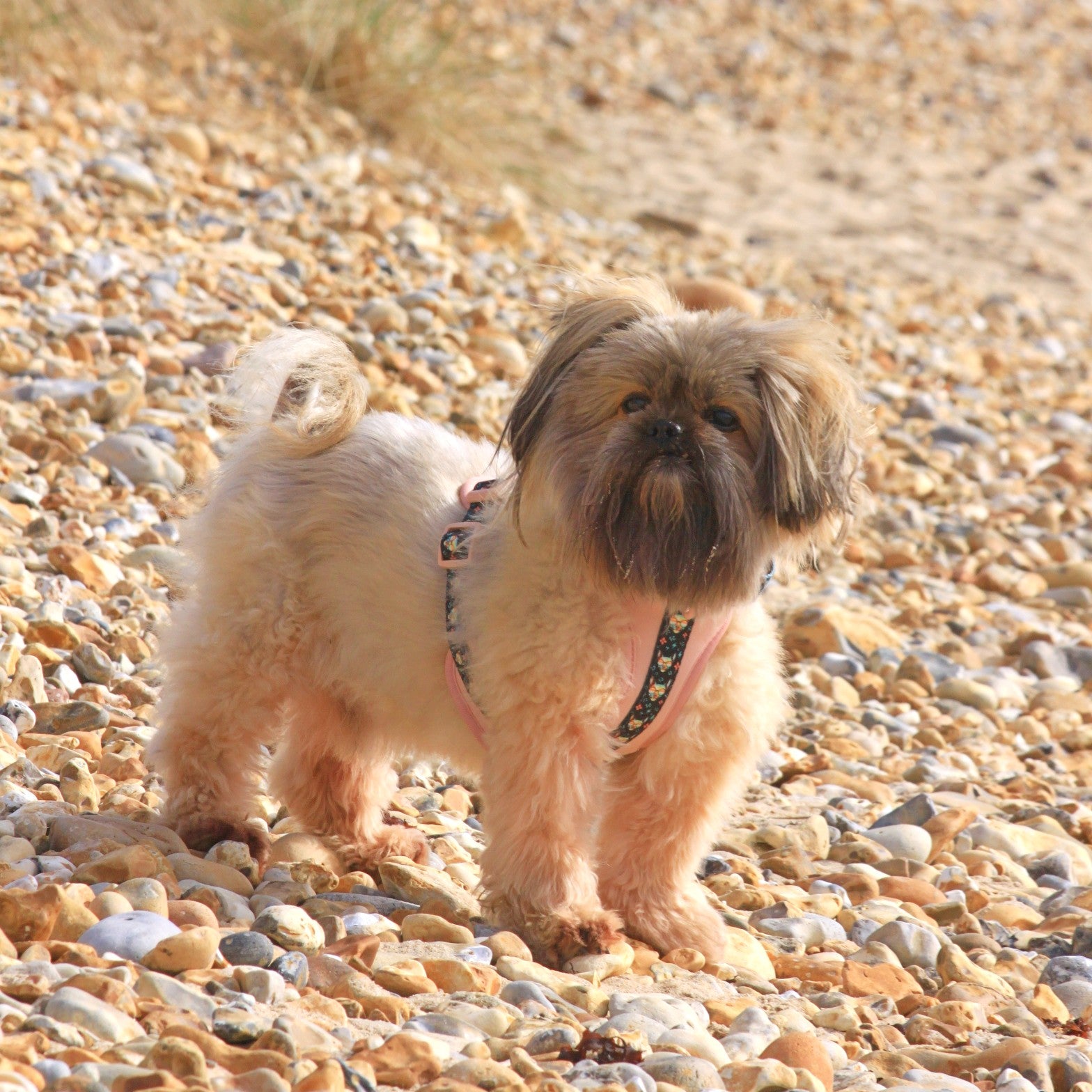 PINKY REBEL HARNESS