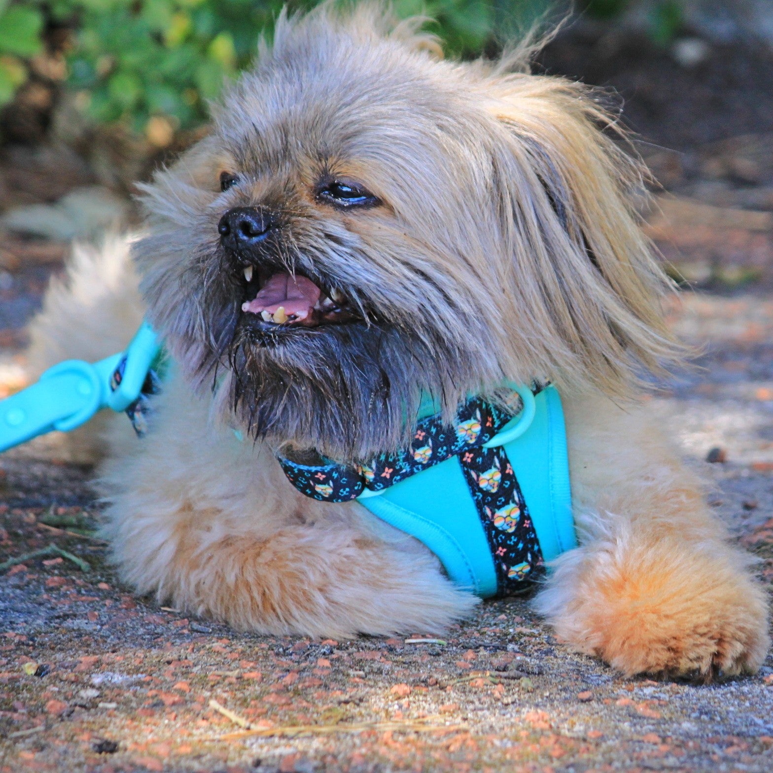 MINTY WIGGLE HARNESS SET