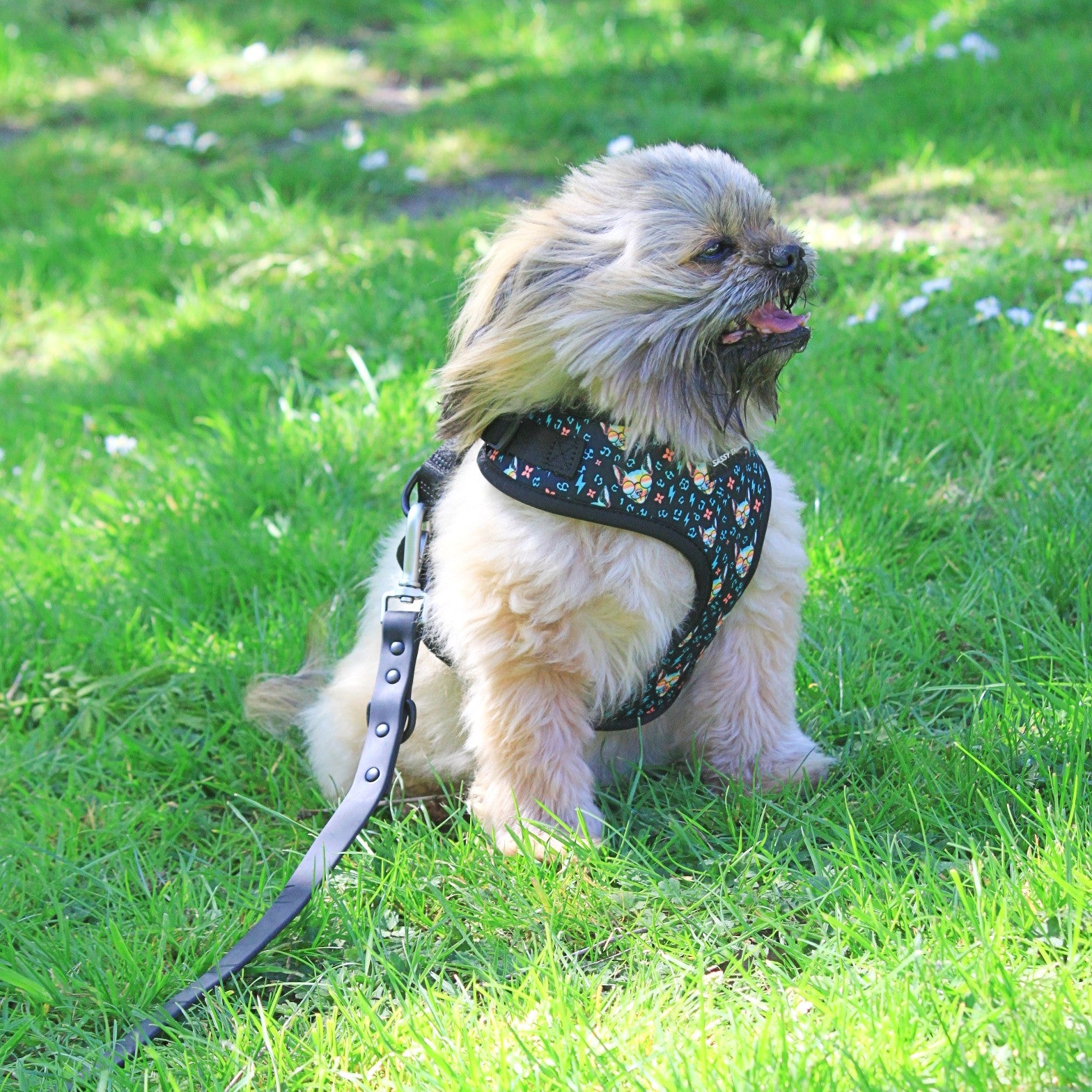 SASSY HARNESS SET
