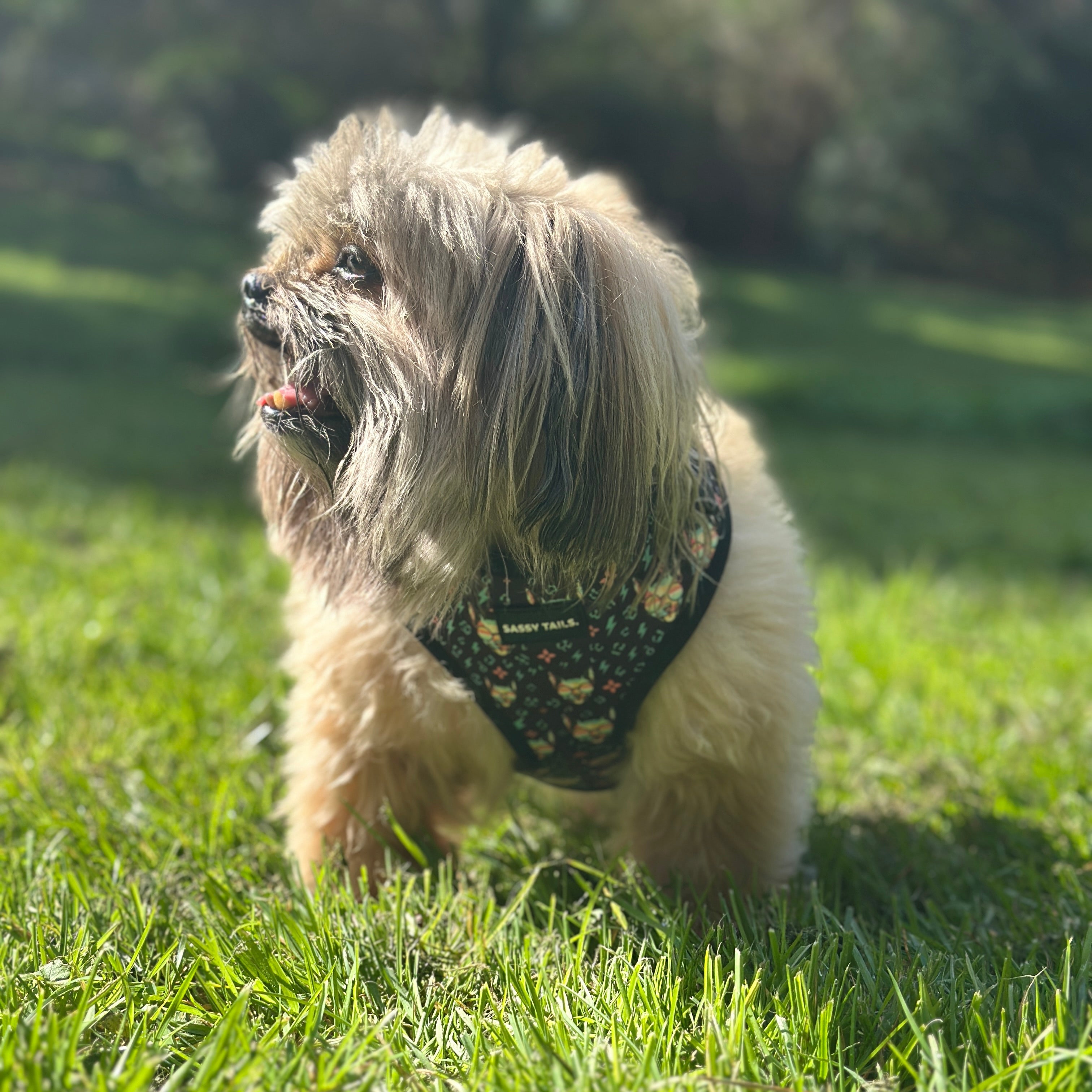 SASSY HARNESS SET