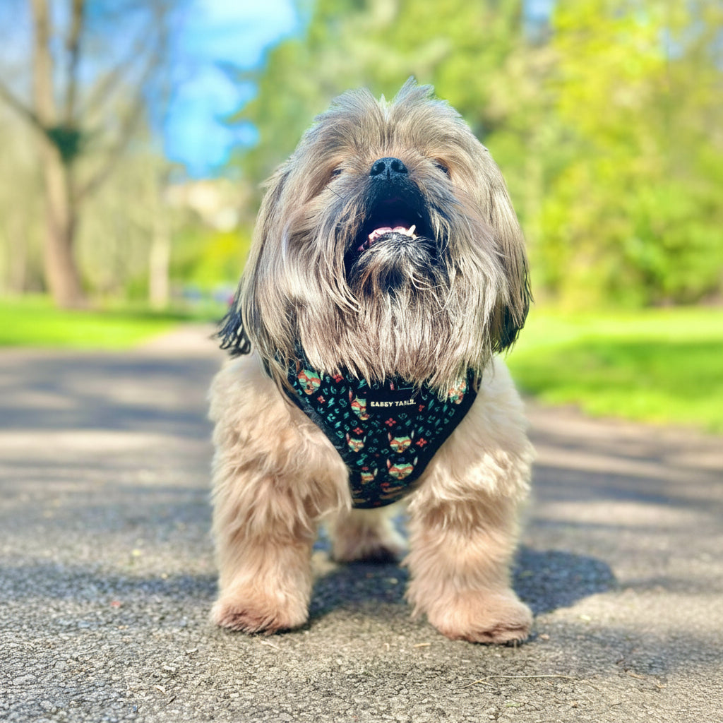 SASSY HARNESS