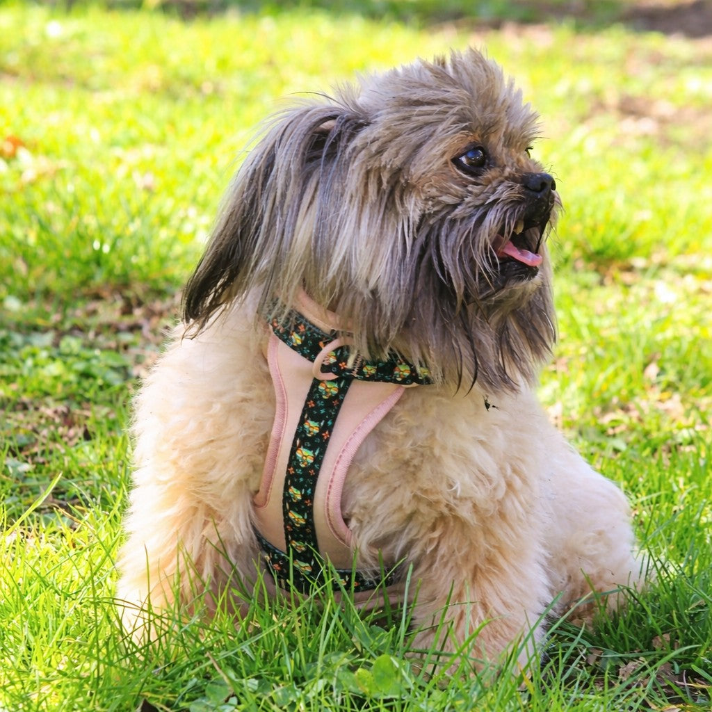 PINKY REBEL HARNESS