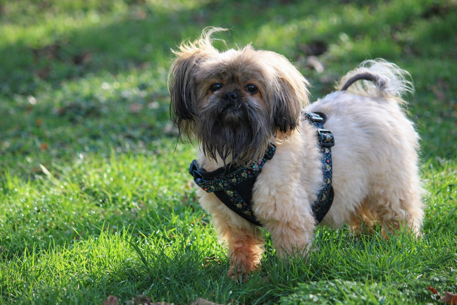 MIDNIGHT BLACK HARNESS