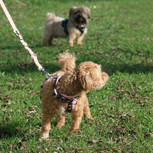 PINKY REBEL HARNESS SET